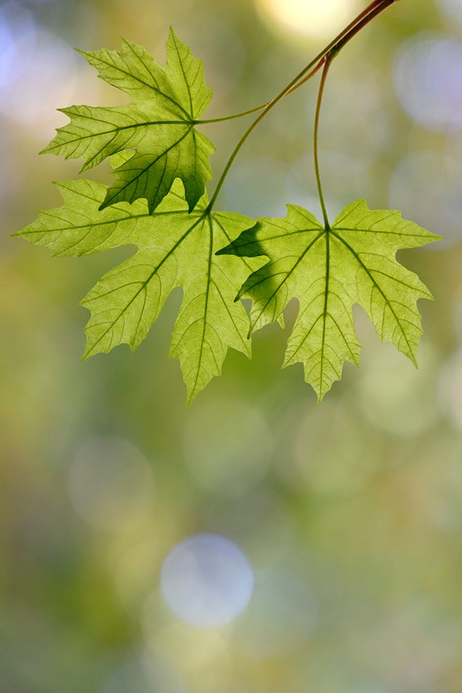 USA, Washington State, Seabeck. Close-up of bigleaf maple leaves in spring.
